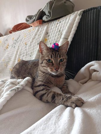 Chat 2 ans, très calîn