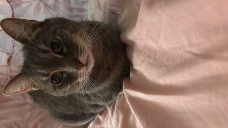 Chat à donner