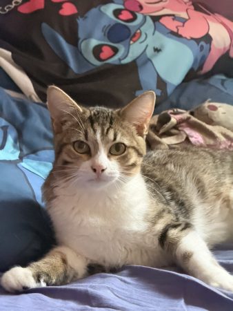 Chaton de 6 mois propre castré aimes les enfants Chaton de 6 mois propre castré aimes les enfants – Chat / Chaton à donner à Le Grand Quevilly (76)