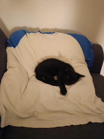 Chaton noir tigré