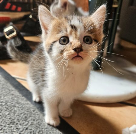 Chatons à donner 1 Mâle et 2 femelles (urgent)
