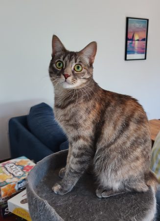 Chatte 150€