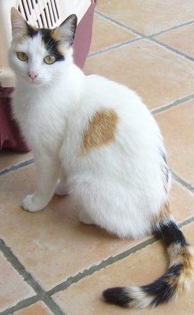 Clochette petite chatte si gentille