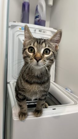 Don chat 1 an tigré européen
