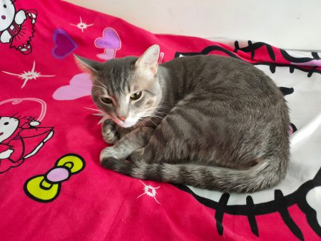 Don chat – Chat / Chaton à donner à Salon De Provence (13)