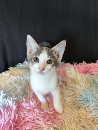 Don chaton