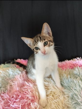Don chaton