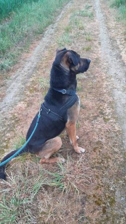 Don chien de compagnie 🐕