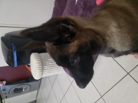 Don chiot malinois 3 mois mâle