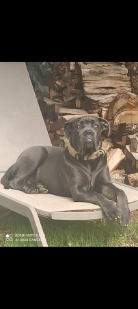 Don jeune chien