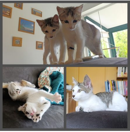 Donne 2 Chatons Mâles