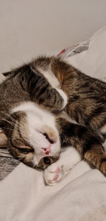 Donne 2 chattes une 3 ans et l'autre 1 an Donne 2 chattes une 3 ans et l'autre 1 an – Chat / Chaton à donner à Senlis (60) (photo 2)