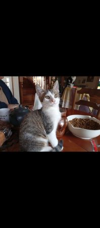 Donne 3 chatons de 3 mois. Deux mâles et une femelle