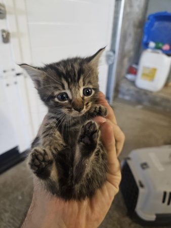 Donne 4 chatons d'1 mois - Ne peux pas les garder longtemps
