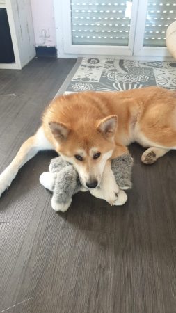 Donne Akita 4 ans, Quimper