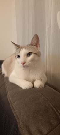 Donne beau chat