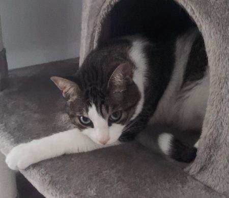 Donne chat 5 ans câlin et calme – Chat / Chaton à donner à Marseille (13) (photo 3)
