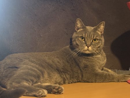 Donne chat de 4 ans