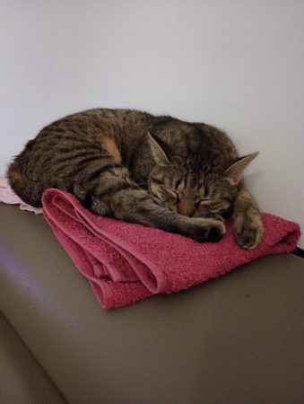 Donne Chat femelle – Chat / Chaton à donner à Metz (57) (photo 2)