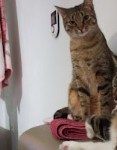Donne Chat femelle – Chat / Chaton à donner à Metz (57) (photo 3)