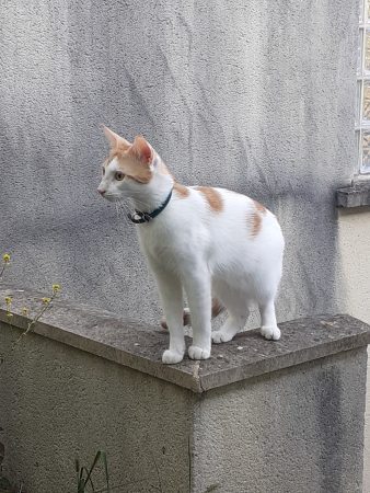 Donne chat né le 4.4.25 blanc et roux,propre,joueur,câlin, stérilisé, vacciné et puce,il a besoin d'un extérieur. – Chat / Chaton à donner à Melun (77) (photo 3)