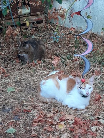 Donne chat né le 4.4.25 blanc et roux,propre,joueur,câlin, stérilisé, vacciné et puce,il a besoin d'un extérieur. – Chat / Chaton à donner à Melun (77)