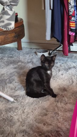 Donne chaton 3 mois