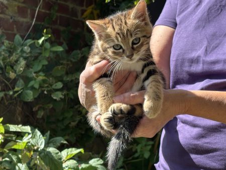 Donne chaton