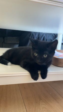 Donne chaton