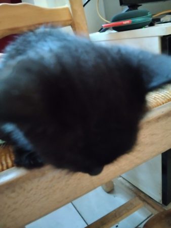 Donne chaton contre bon soin