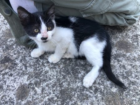 Donne chaton femelle environ 8 semaines