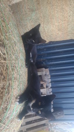Donne chaton noir et blanc 3 mois – Chat / Chaton à donner à Airvault (79)