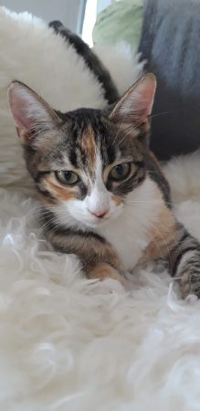 donne chaton super gentille