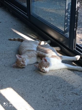 Donne chatons 7 mois élevés par leur mère