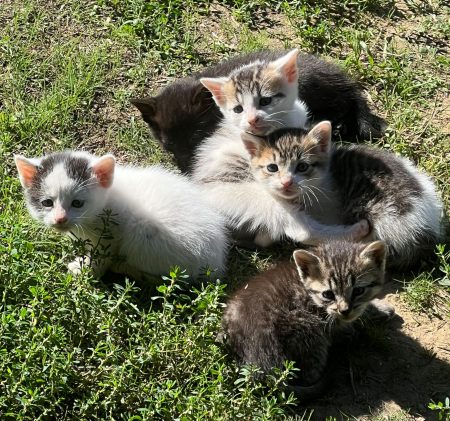 donne chatons