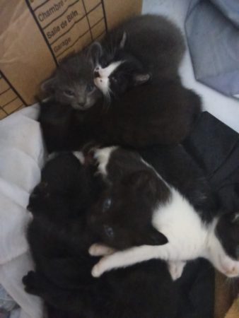 Donne chatons contre bon soins