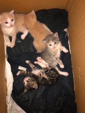 Donne chatons de 10 mois