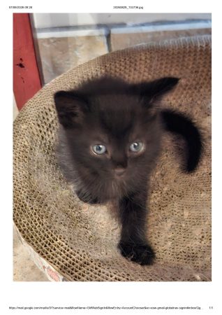Donne chatons nés le 25/07/2026