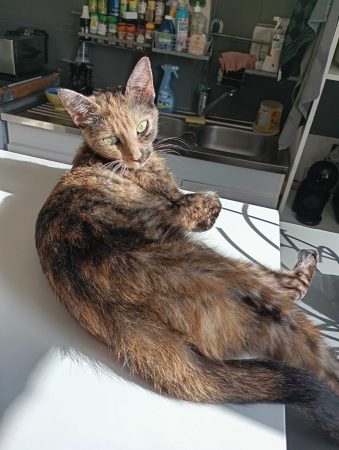 Donne chatte