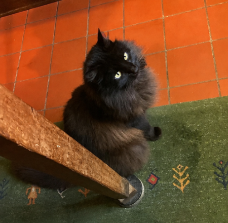 Donne chatte indépendante pouvant vivre toute la journée et la nuit dehors