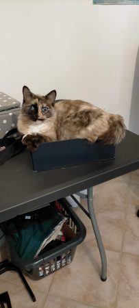 Donne chatte tortie point stérilisée pucée – Chat / Chaton à donner à Lavit (82)