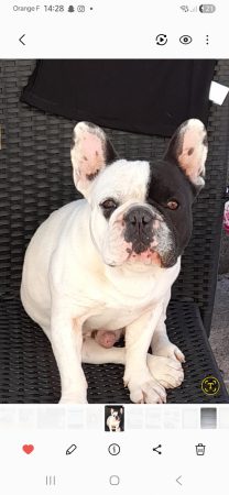 Donne chien