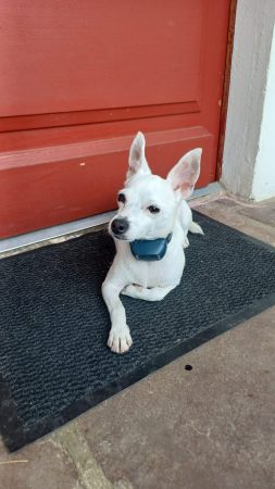 Donne chienne x Jack russel