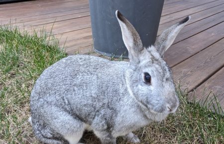 Donne lapin 4 ans très affectueux