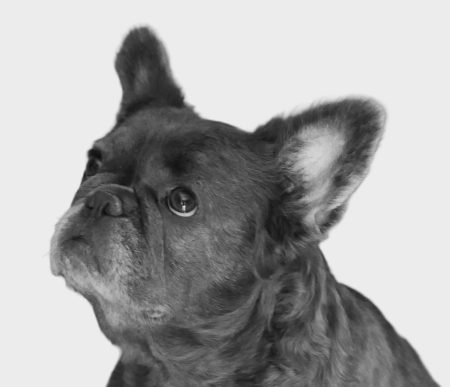 donne petite chienne bouledogue français