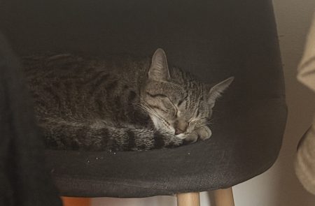🐱 À la recherche d’une famille aimante pour mon petit compagnon ❤️