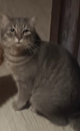 🐱 URGENT — Chat de 3 ans cherche une famille 🐾