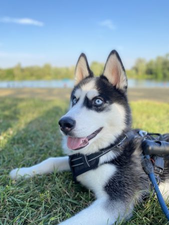🐺 APOLLO, HUSKY SIBÉRIEN DE 9 MOIS CHERCHE SA FAMILLE ❤️