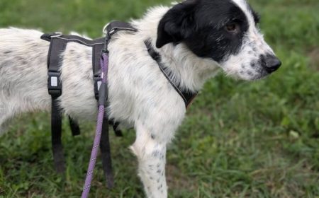 Flurry recherche un foyer où elle pourra pleinement exprimer sa nature calme et affectueuse. Âgée d'un an