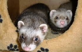 Furettes